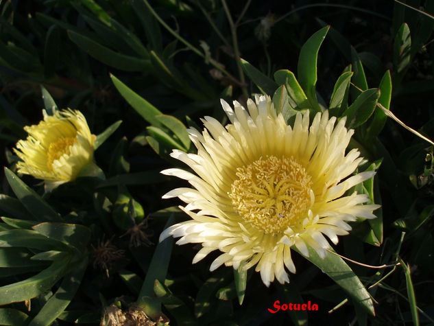 Flores de Cactus Naturaleza Color (Digital)