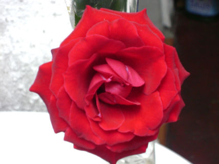 "rosa roja"