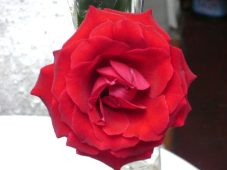 "rosa roja"