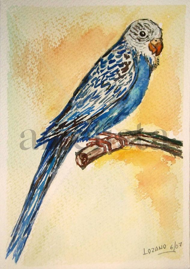 Periquito azul