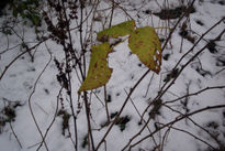 Entre hojas y nieve