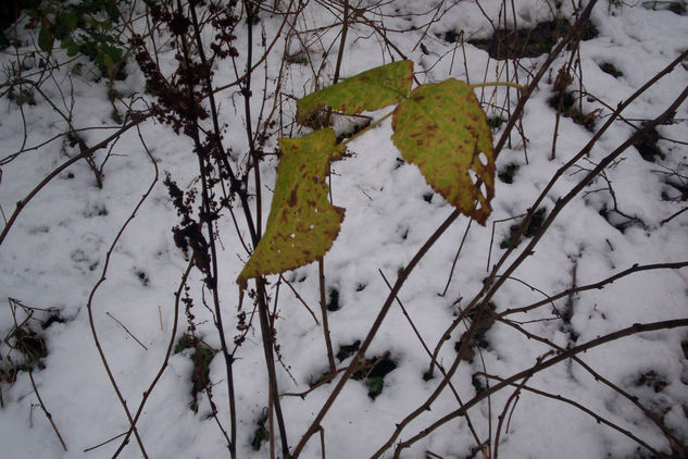 Entre hojas y nieve Naturaleza Color (Digital)