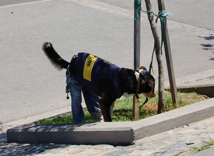 Perro bostero