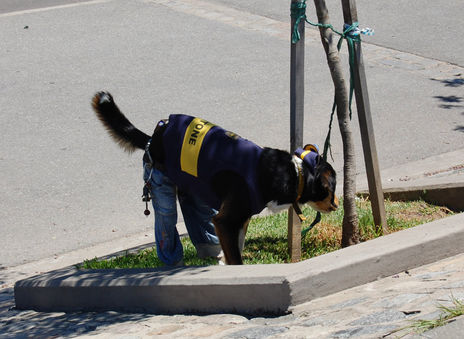 Perro bostero