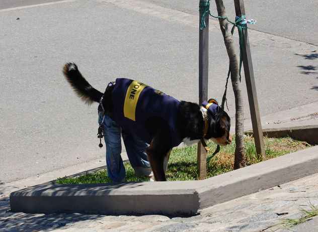 Perro bostero