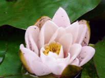 Nenúfar