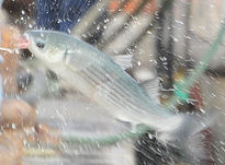 La pesca del mujol