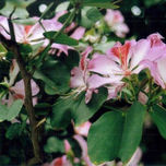 flower thumbnail 1