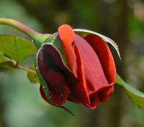 Una delicada rosa