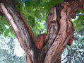 Arrugas de la naturaleza