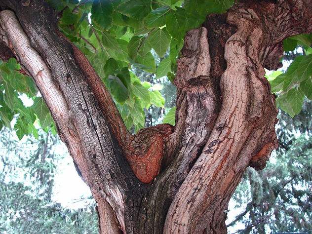 Arrugas de la naturaleza