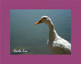 pato