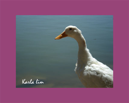 Pato