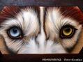MIRADA DE HUSKY
