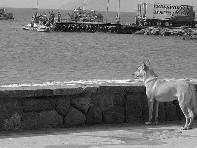 Ancón Naturaleza Blanco y Negro (Digital)