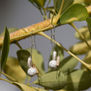 'White Fruit'