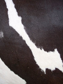 Cosa 7