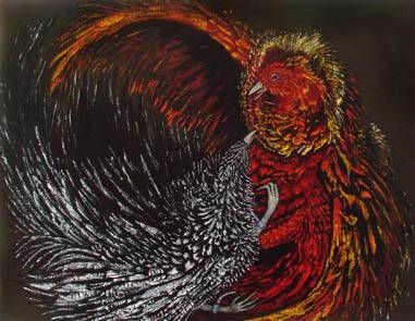 Gallos color 5
