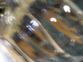 cosa 19