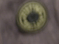 Cosa 22