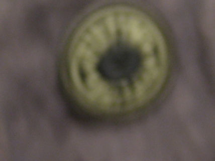 Cosa 22
