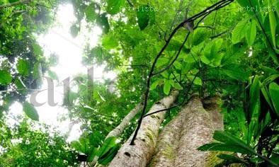 Parque Nacional Henri  o Henry Pittier-Venezuela