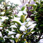 Invierno thumbnail 1