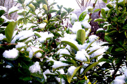 Nieve sobre hojas
