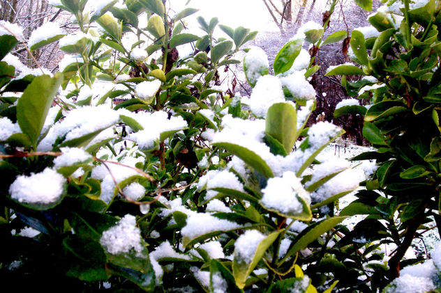 Nieve sobre hojas