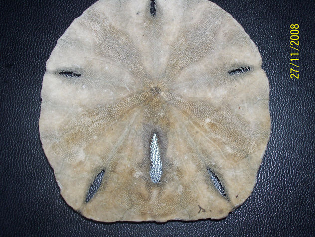 Estrella de mar extinguida