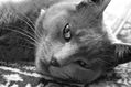 Mi gata