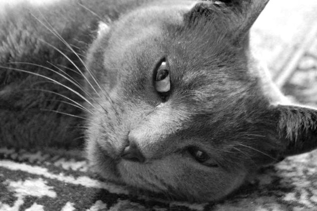 Mi gata Portrait Black and White (Digital)