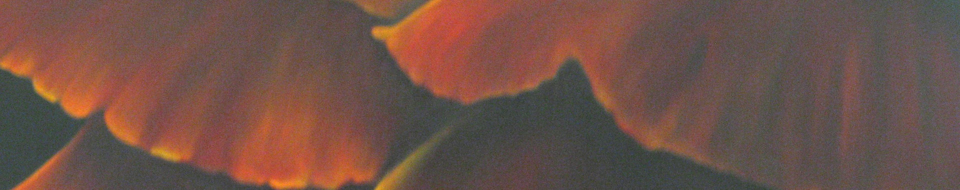 Imagen de portada