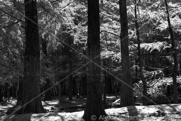 Vigilantes Naturaleza Blanco y Negro (Digital)