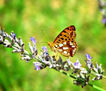 Mariposa
