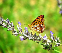 Mariposa