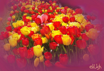 Tulipanes Ushuaia