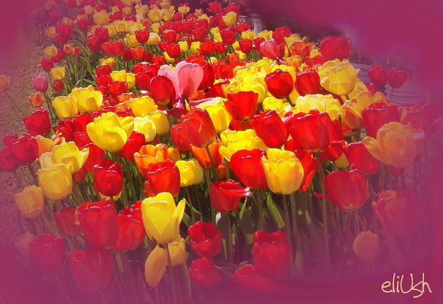 Tulipanes Ushuaia