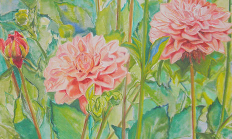 Dalias