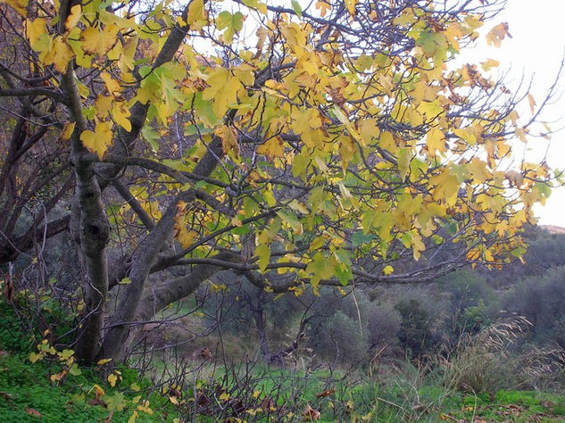 Ha Pasado el Otoño 