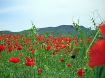 Nuestros campos...