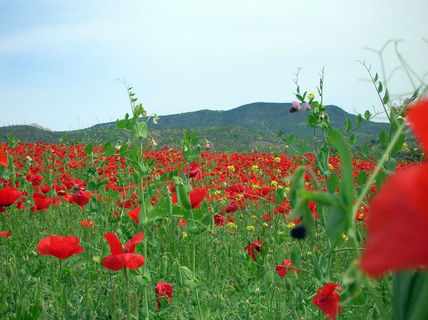 Nuestros campos...