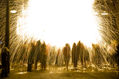 focs i diables