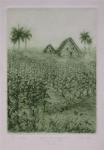“Vega de Tabaco en...