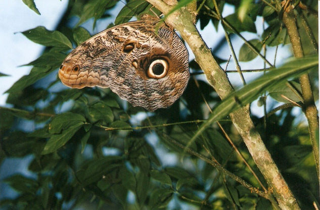 Mariposa Ojo de Búho Nature Color (Manual)