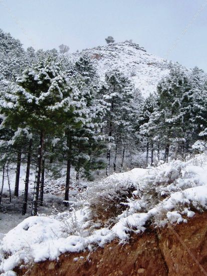 Pinos de Juan Carlos y Carmen. Paterna. Albacete. España. Travel Color (Digital)