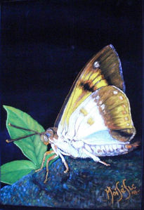 mariposa I