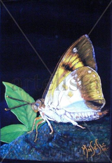 mariposa I Oil Others Animals