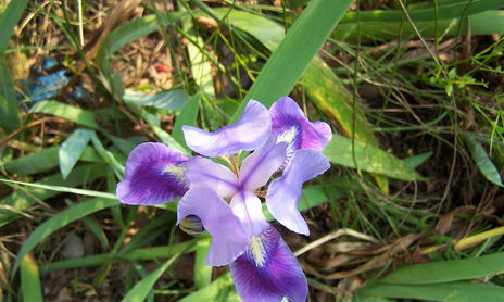 Flores