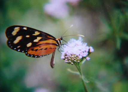 Mariposa 2